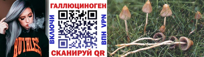 Галлюциногенные грибы Psilocybe Каменск-Шахтинский